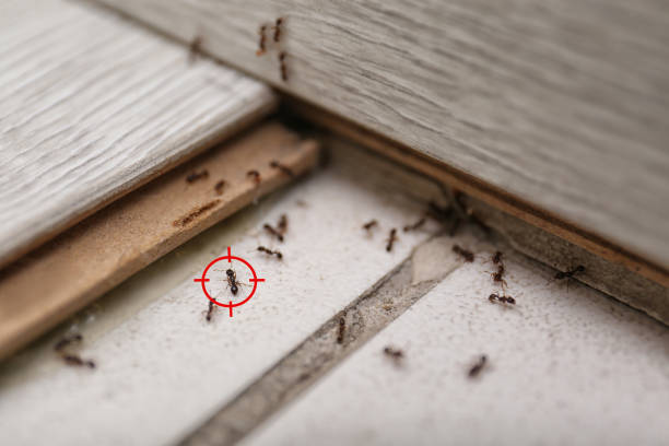 Wasp Removal Services in Mcconnellsburg, PA